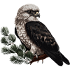Habicht Vogel Greifvogel