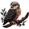 Habicht Vogel Greifvogel