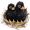 Ravens Babies Bird's Nest Chicks