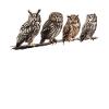 Night Owl Owl Owl Bird