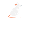 Rat Solo Zittende Witte Rat Houdt van Rat