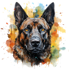 Malinois