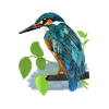 Eisvogel Kingfisher