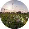 Landscape with flowers in sunlight
