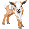 Cute goat