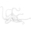 Octopus bright