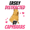 Capybara distracts South America capybara