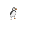 puffin puffin auke birds Lunde