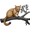 Baumkänguru Baby Känguru Beuteltier Kangaroo