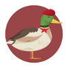 Very French Duck Wearing Beret