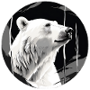 Polar bear