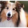 Cute Collie