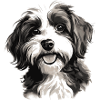Havanese