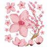 Sakura Gift Japanese Cherry Blossoms