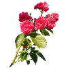 Red rose bush