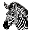 Zebi das Zebra