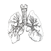 Lung