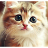 cute cat