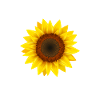 Funny Hippie Groovy Peace Kindness