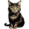 Kitten