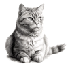 Zaki the cat