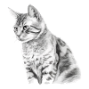 Kili le chat