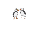 puffin, puffin, auks, lunde