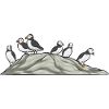 puffin, puffin, auks, lunde