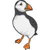 puffin puffin auke birds Lunde