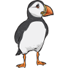 puffin puffin auke birds Lunde