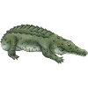Crocodile