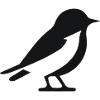 Vogel