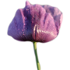 Mohnblume mit Regentropfen
