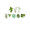 Funny Herb Lover Gift
