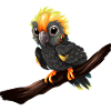 Baby Parrot Bird Macaw