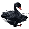 Black Swan Bird