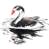 Schwarzer Schwan Vogel