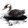 Oiseau cygne