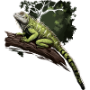 Iguana gren krybdyr grøn leguan
