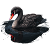 Black Swan Bird