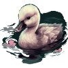 Baby Swan Bird Chick