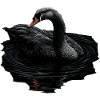 Black Swan Bird