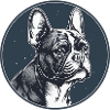 French Bulldog, Frenchie, Puppy