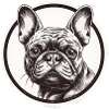 French Bulldog, Frenchie, Puppy
