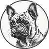 French Bulldog, Frenchie, Puppy
