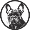 French Bulldog, Frenchie, Puppy