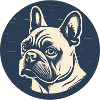 Bouledogue français, Frenchie, Chiot