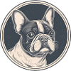 French Bulldog, Frenchie, Puppy