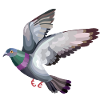 pigeon flies