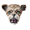 Cat tiger animal